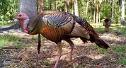 Osceola -  guidedturkeyhunting com.jpg