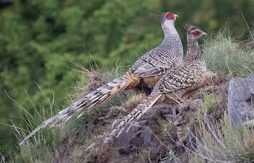 Catreus wallichii - Uttarakhand-Naini Tal cheer point road, Nainital, Uttarakhand, India