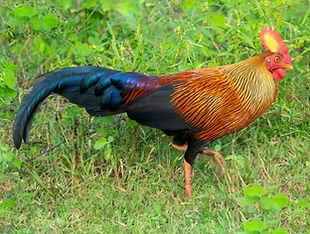 Gallus lafayettii - Uda Walawe NP, Thanamalvila, Monaragala, Sri Lanka 23-01-24 - David Ho