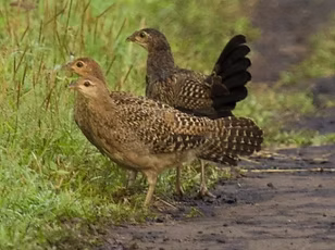 Gallus varius immauri ( 2 femmine e 1 maschio pare ) - Baluran NP, Jawa Timur, Jawa, Indon