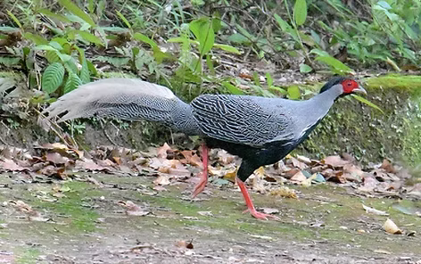 Beli - Bach Ma NP, Thua Thien-Hue, Vietnam 22-07-25 - Gennadiy Dyakin ebird org.jpg