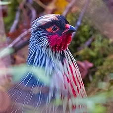 Blood-Pheasant-Male-Yumtang-North-Sikkim