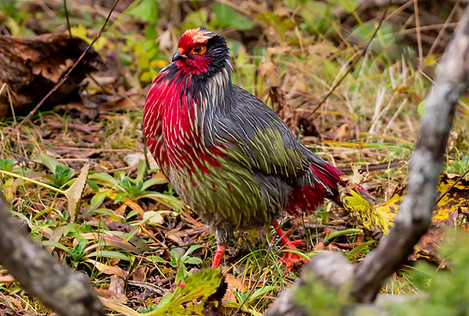 Holoptilus - Cangshan Dali 31-10-21 - Chou Mo Yin Chu flickr com 3+ - Copia.jpg