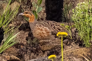 Scleroptila finschi - Mt. Moco, Huambo, Angola 26-08-18 - Ron Hoff Dollyann Myers search