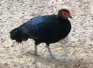 Lophura i. hoogerwerfi  - by -Ra Pheasant.jpg