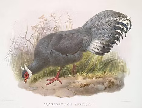 Auritum - J. Wolf and J. Smit per Elliot.jpg