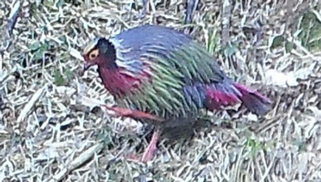 Holoptilus - foto trappola - Distretto di Myitkyina, Stato del Kachin 01-12-19 pubblicato