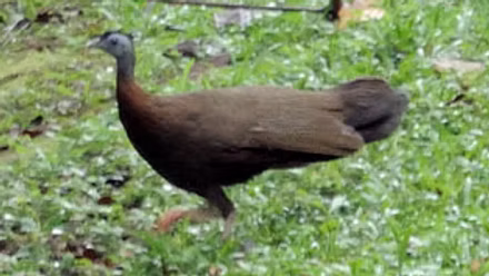 Borneensis female pare - Wong Tsu Shi pb