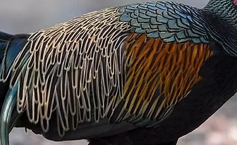 Gallus varius -Benjamin Naden www_edited.jpg