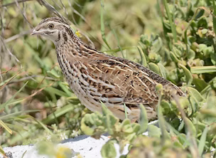 Coturnix africna - Strandfontein WTP, Western Cape, South Africa - Taylor Abborr serac
