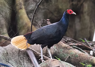 Lophura e. erythrophthalma - Universiti Sains Malaysia, Pulau Pinang, Malaysia 22-10-22 -