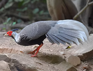 Crawfurdi mix - Kaeng Kracian NP Thailandia -  Piyapong Chotipuntu search    2.jpg
