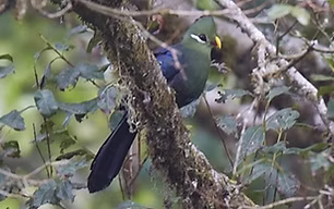 Tauraco macrorhynchus macrorhynchus -  Monte Camerun, Camerun 04-04-12 - Werner Suter www.