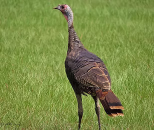Osceola - Gary Helm flickr com.jpg