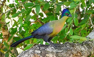 Gallirex p. porphyreolophus&nbsp; - Mkhuze GR, Kwazulu-Natal, South Africa 07-11-19 - Xueping &