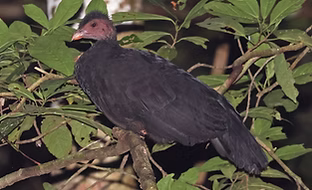 Talegalla jobiensis - Nimbokrang--KM 8, Papua, Papua, Indonesia 29-07-22 - Robert Hutchins