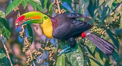 Ramphastos sulfuratus  - 05-11-23 - Taoista della foresta di montagna ( birdnet cn ) 1.jpg