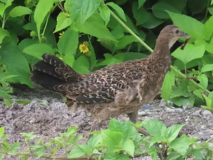 Gallus varius femmina giovane pare - West Island, Cocos (Keeling) Islands, Cocos (Keeling)