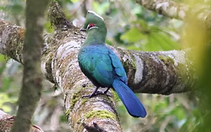 Tauraco schuettii emini - Bwindi-Impenetrable NP-- Buhumo Section, Ruhija, Western, Uganda