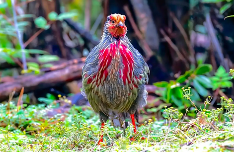 Holoptilus maschio giovane becco rosso - Yunnan 07-09-25 - BrotherMao douyin com 1.png