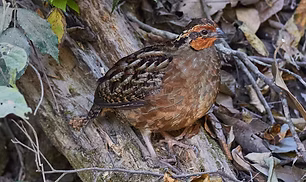 Dactylortyx thoracicus devius -  Reserva Ecológica Sierra de San Juan--El Cuarenteño, Xali