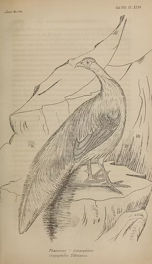 Dalla descrizione originale di Hodgson del 1838.jpg