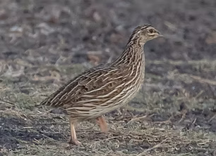 Coturnix pectoralis female - Kevin Bartram serach.PNG