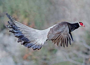 Marrone - Gushan  birdnet cn  5_edited.jpg