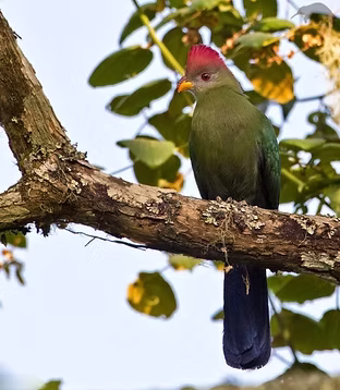 Tauraco bannemanni - Bamenda Highlanda, North-West, Cameroon 22-03-12 - Lars Petersson - M