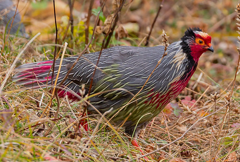 Holoptilus - Cangshan Dali 31-10-21 - Chou Mo Yin Chu flickr com 9- - Copia.jpg