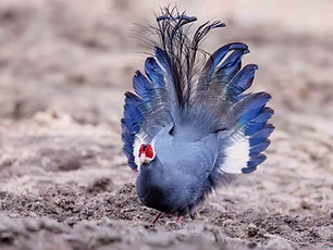 birdnet cn  Yan Jun.jpg