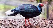 Lophura e. hatinensis - www.dudleyzoo.org uk (1) - Copia.jpg