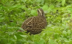 Colinus v. atrceps - Teponaxtla,  Putla, Oaxaca, Mexico 31-05-21 - Daniel Ruiz search (1) 