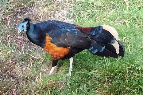 Lophura i. nobilis ma con piume bianche - www.ifauna.cz ( mpdificato ) - Copia.jpg