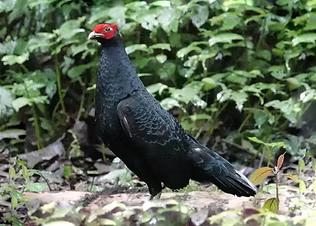 Lophura inornata ( coda bianca ) -  Southern slopes of Gng. Kerinci, Jambi, Sumatra, Jambi