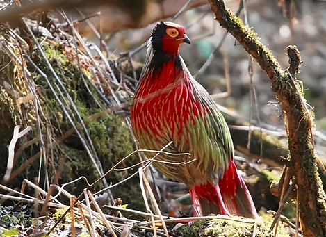 Marionae-holoptilus Gongshan 22-05-20 + toutinao com fonte Gaoligong regno segreto 1.png