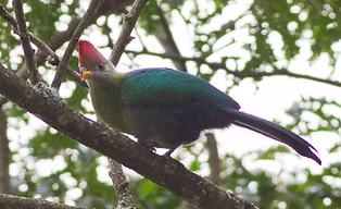 Tauraco bannermani -  Bamenda Highlanda, North-West, Cameroon 22-03-11 - Ron Knight flickr