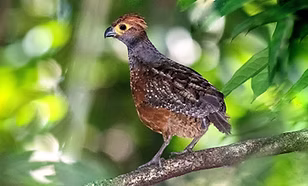 Odontophorus stellatus – Pauini, Amazonas, Brasile 21-07-22 -  Clezio Kleske  www.wikiaves