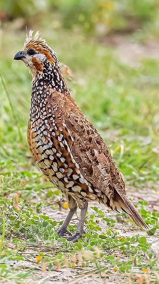 Colinus c. leucotis -Desierto de la Tatacoa, Villavieja, Huila, Colombia 02-04-21 - David