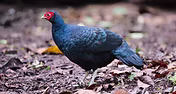 Lophura inornata – Kerinci Gunung, Jambi, Sumatra Occidentale   19-09-19  Indonesia - Keit