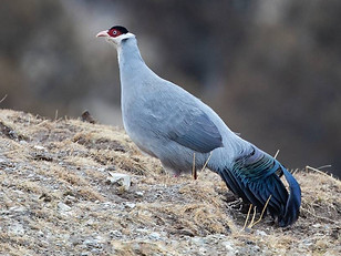 7 Dolani -    32.7007,95.5880 gradi decimali = PH2Q+75H Angsaixiang, Zadoi County, Yushu, 