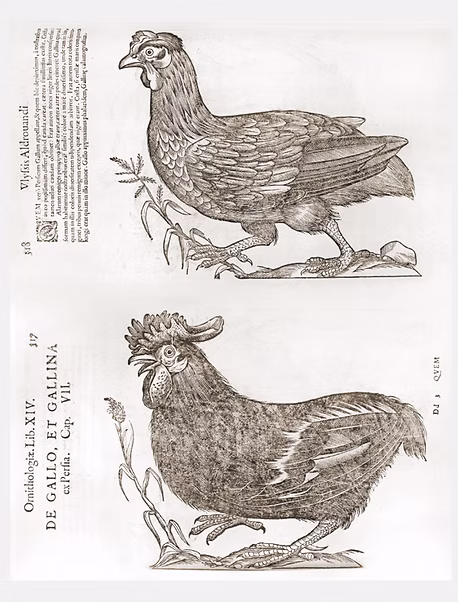 Cattura x polli selvaggi.PNG