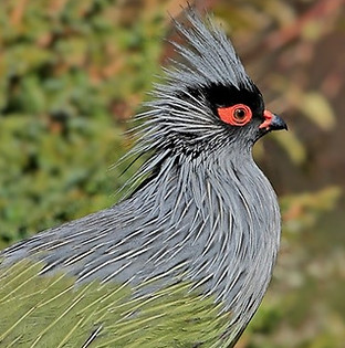 Geoffroy colori naturali -Soffia ombra.jpg