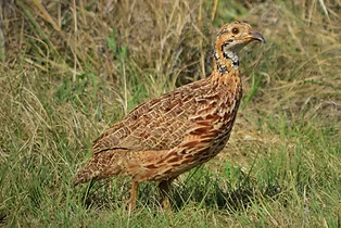Scleroptila l_edited.jpg