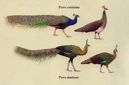 Pavo blu e verde  2.jpg