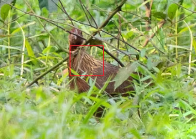 Bankiva ( verifica xchè con orecchioni rossi e nel sud Sumatra ) - Jalan Akses Way Kanan,