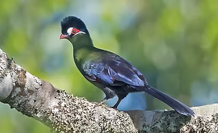 Tauraco hartlaubi - Mt. Kenya NP (general), Eastern, Kenya 15-04-16 - Sheau Torng Lim flic