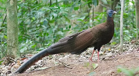 2 Argusianus Petrawut Sitifong - Copia.p