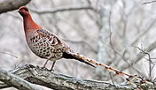 scintillans 1 Rob Hutchinson Birdtour As