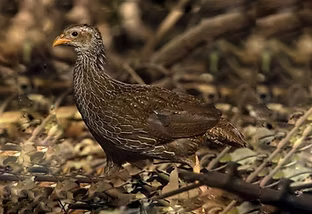 1 pternistis ahantensis ( francolino dell'Ashanti ) - Copia (1).jpg